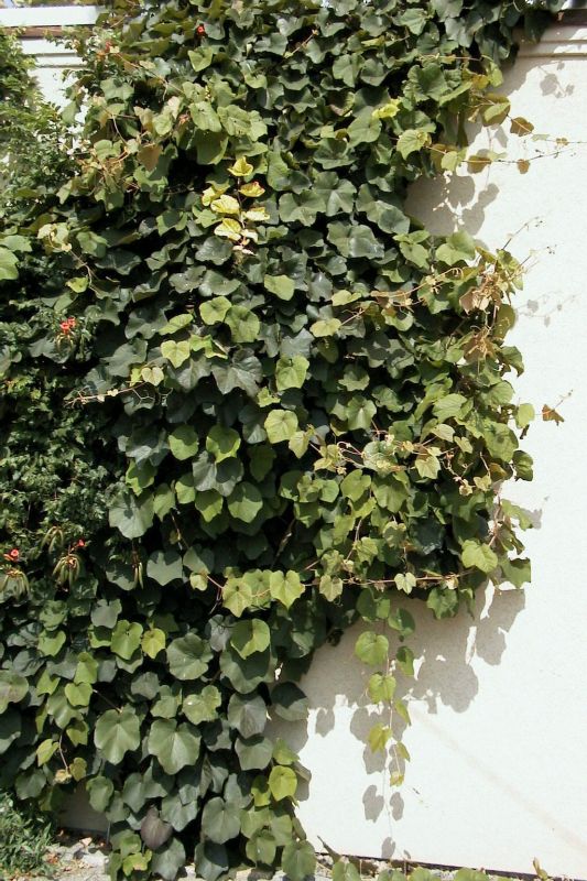 Rostrote Rebe,Scharlachwein - Vitis coignetiae