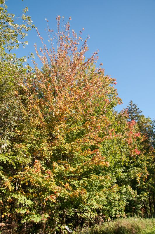 Rotahorn Acer rubrum BaumschuleGarten.de