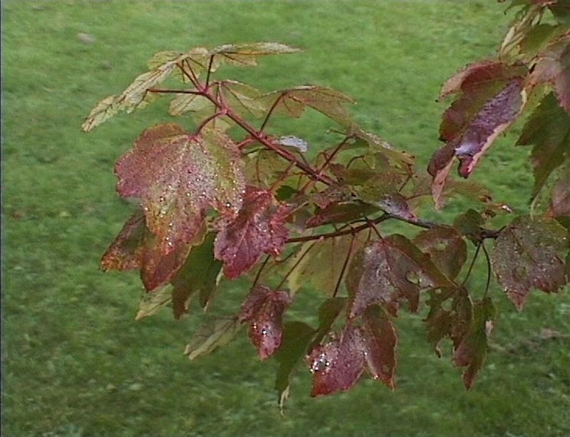 Rotahorn 'October Glory' - Acer rubrum 'October Glory'