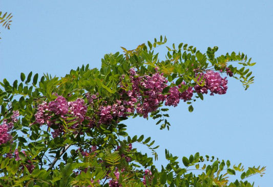 Rotblühende Akazie - Robinia 'Pink Cascade'