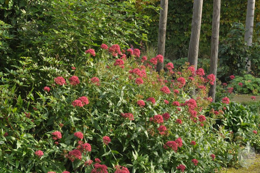 Rotblühende Garten-Spornblume - Centranthus ruber 'Coccineus'