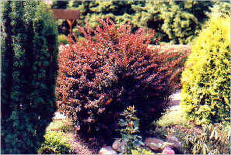 Rote Heckenberberitze - Berberis thunbergii 'Atropurpurea'