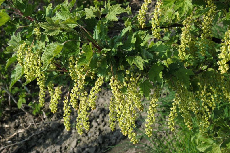 Rote Johannisbeere - Ribes rubrum