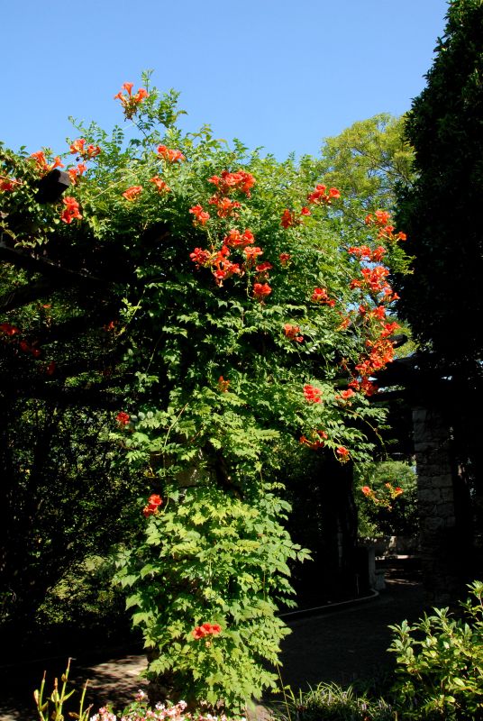 Rote Kletter Trompetenblume Campsis Radicans Baumschule Garten de rote-kletter-trompetenblume-campsis-radicans-baumschule-garten-de