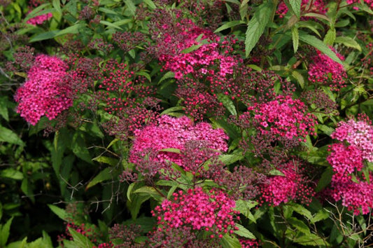 Rote Sommerspiere Anthony Waterer - Spiraea japonica 'Anthony Waterer'