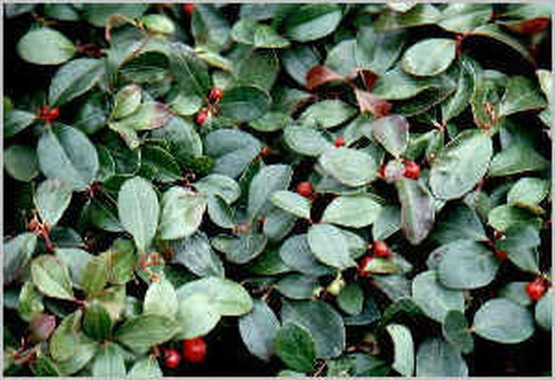 Rote Teppichbeere - Gaultheria procumbens