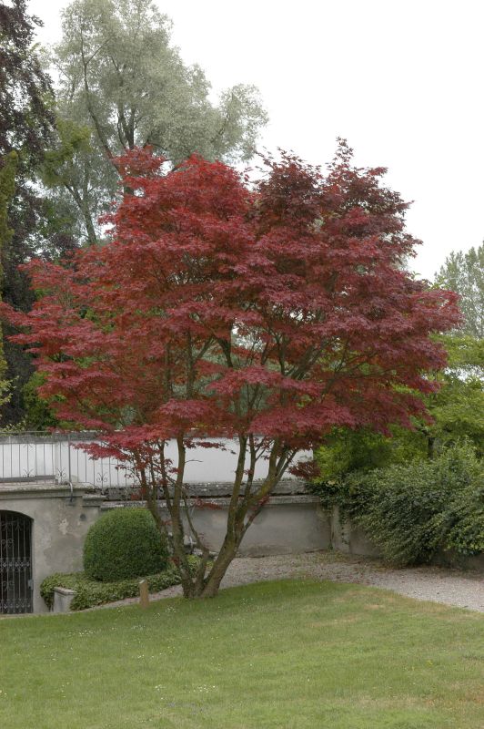 Roter Fächerahorn - Acer palmatum 'Atropurpureum'