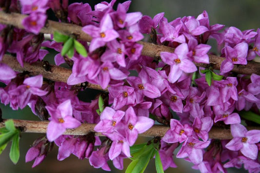 Roter Märzenseidelbast 'Rubra Select' - Daphne mezereum 'Rubra Select'