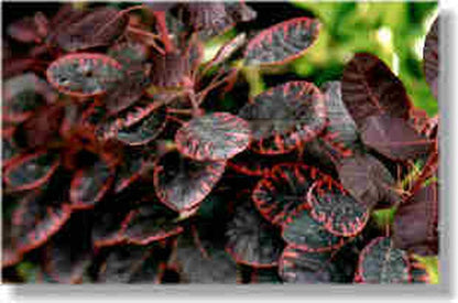 Roter Perückenstrauch 'Royal Purple' - Cotinus coggygria 'Royal Purple'