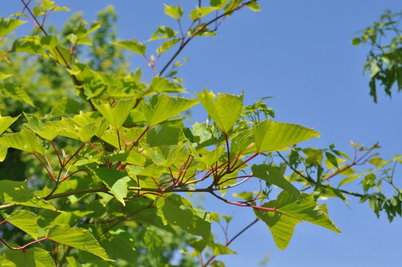 Roter Schlangenhautahorn - Acer capillipes