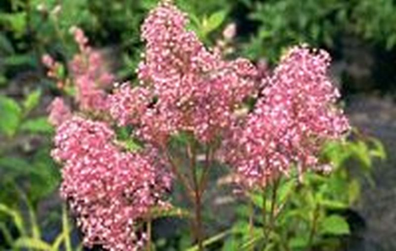 Säckelblume 'Perle Rose' - Ceanothus pallidus 'Perle Rose'