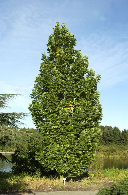 Säulen-Tulpenbaum - Liriodendron tulipifera 'Fastigiatum'