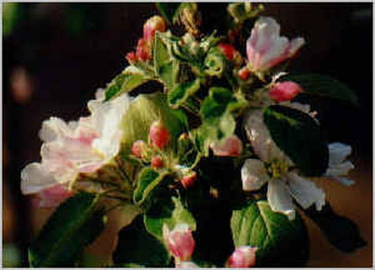 Säulenapfel Ballerina ® 'Flamenco' -S- - Malus Ballerina ® 'Flamenco' -S- CAC