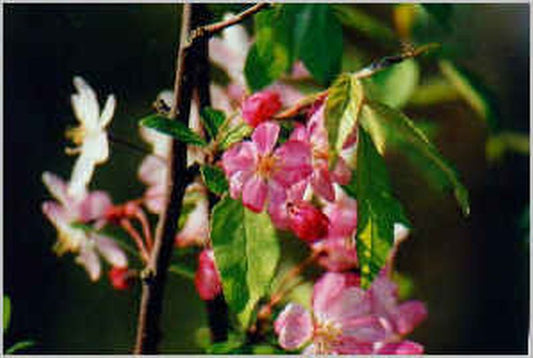 Säulenapfel Ballerina ® 'Maypole' -S- - Malus Ballerina ® 'Maypole' -S- CAC
