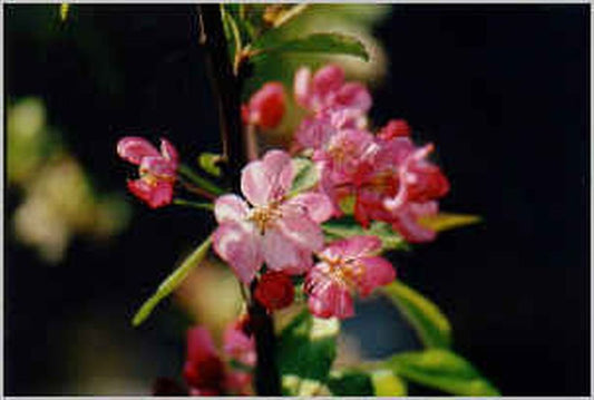 Säulenapfel Ballerina ® 'Waltz' -S- - Malus Ballerina ® 'Waltz' -S- CAC