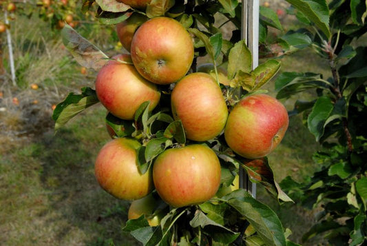 Säulenapfel 'Rondo' -S- - Malus 'Rondo' -S- CAC