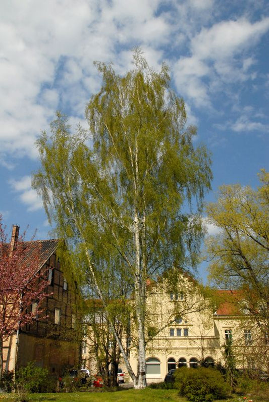 Säulenbirke - Betula pendula 'Fastigiata'