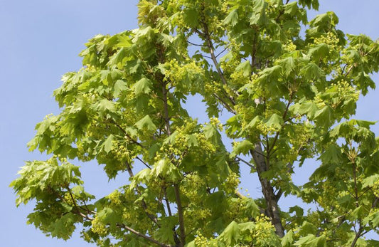 Säulenförmiger Spitzahorn 'Columnare' - Acer platanoides 'Columnare'