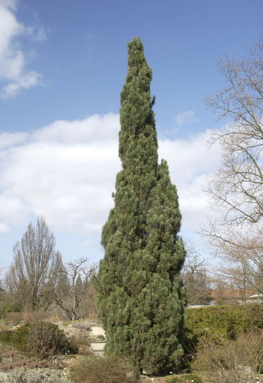 Säulenkiefer - Pinus sylvestris 'Fastigiata'