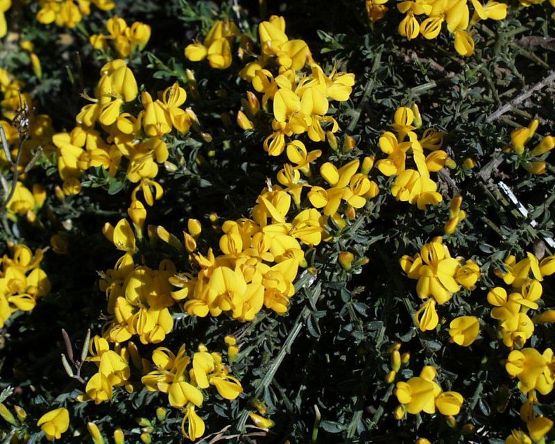 Sandginster 'Vancouver Gold' - Genista pilosa 'Vancouver Gold'