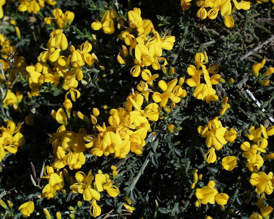 Sandginster 'Vancouver Gold' - Genista pilosa 'Vancouver Gold'