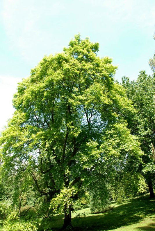 Sauerbaum - Oxydendrum arboreum