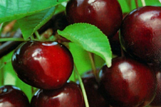 Sauerkirsche 'Morellenfeuer' - Prunus cerasus 'Morellenfeuer' CAC