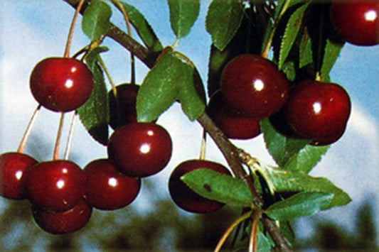 Sauerkirsche 'Morina' -S- 6.KW - Prunus cerasus 'Morina' -S- CAC