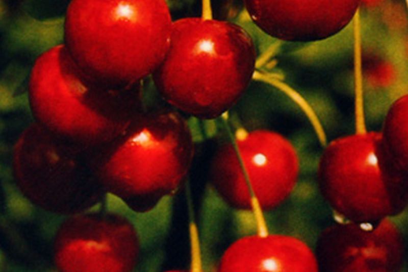 Sauerkirsche 'Safir' -S- 6.KW - Prunus cerasus 'Safir' -S- CAC