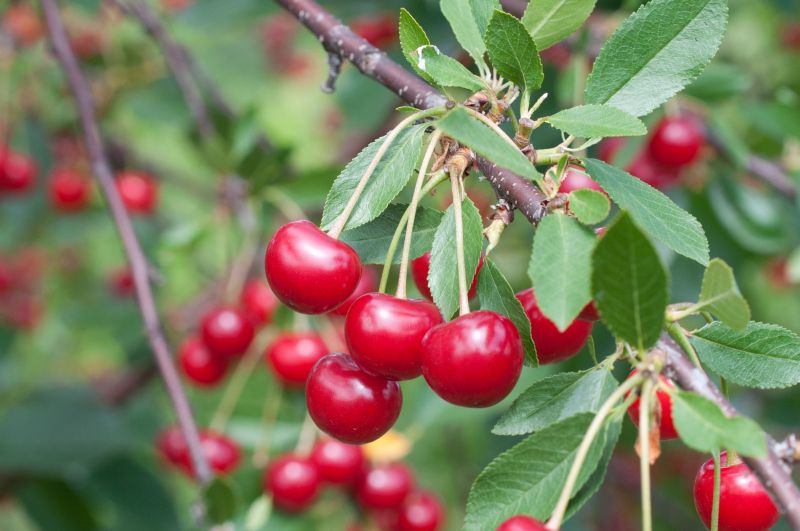 Sauerkirsche 'Ungarische Traubige' - Prunus cer.'Ungarische Traubige' CAC