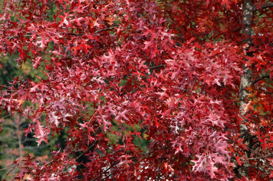 Scharlach-Eiche - Quercus coccinea