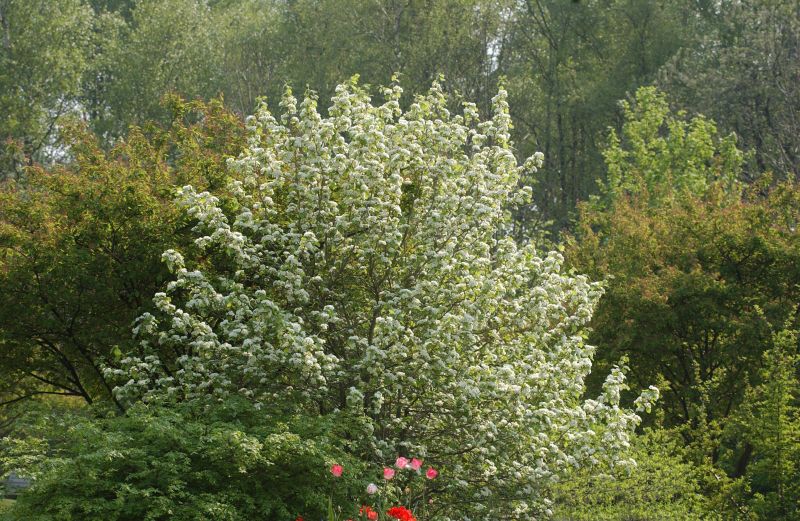 Scharlachdorn - Crataegus coccinea