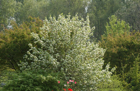 Scharlachdorn - Crataegus coccinea