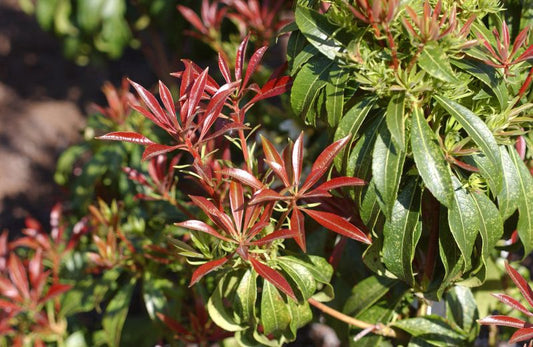 Schattenglöckchen 'Red Mill' - Pieris japonica 'Red Mill'