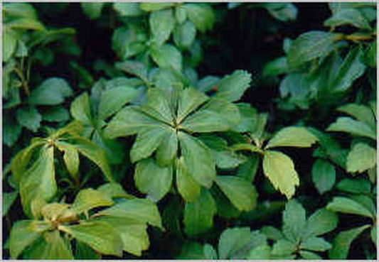 Schattengrün 'Compacta' - Pachysandra terminalis 'Compacta'