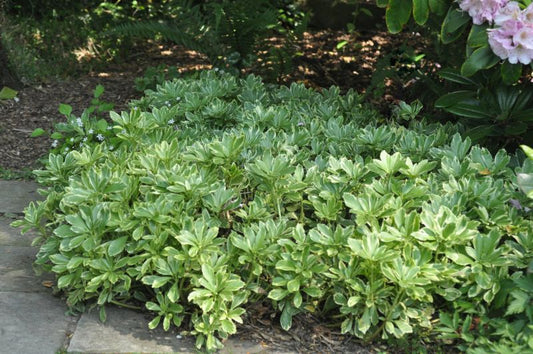 Schattengrün 'Variegata' - Pachysandra terminalis 'Variegata'