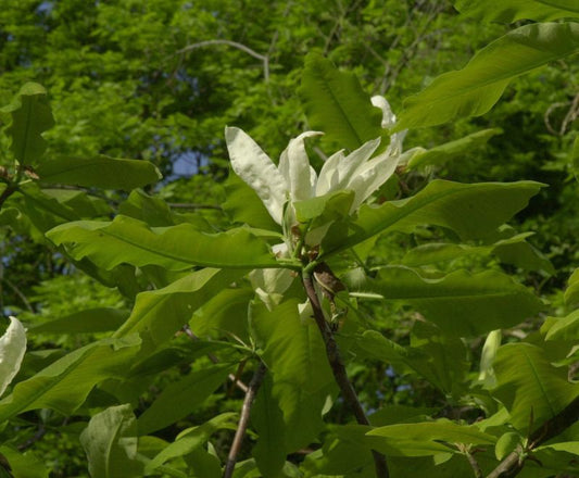 Schirmmagnolie - Magnolia tripetala