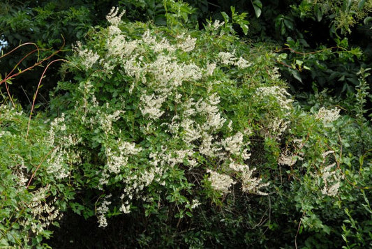 Schlingknöterich - Polygonum aubertii