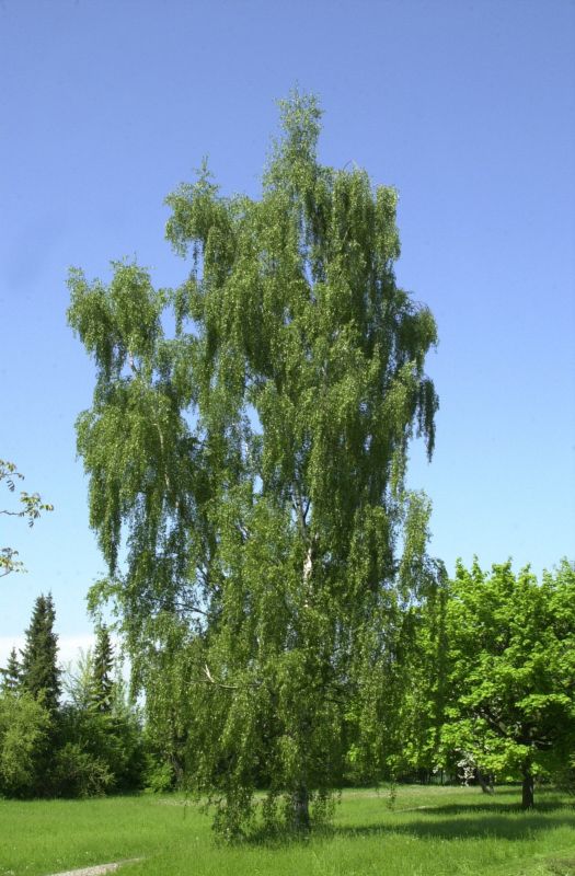 Schlitzblättrige Birke - Betula pendula 'Dalecarlica'