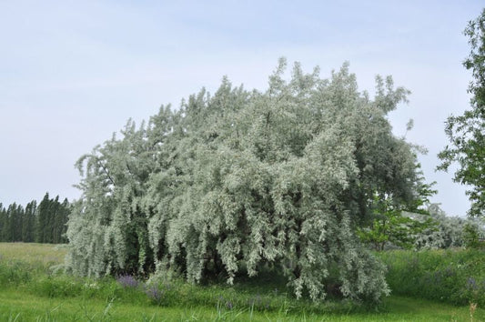 Schmalblättrige Ölweide - Elaeagnus angustifolia