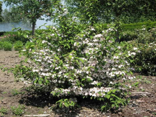 Schneeball-Baum 'Pink Beauty' - Viburnum plicatum 'Pink Beauty'