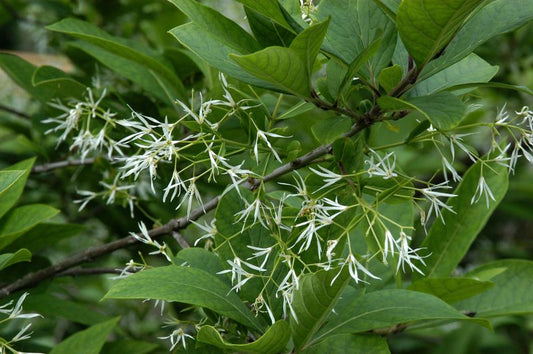 Schneeflockenstrauch - Chionanthus virginicus