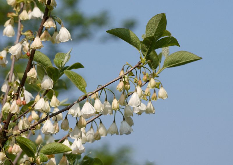 Schneeglöckchenbaum - Halesia carolina