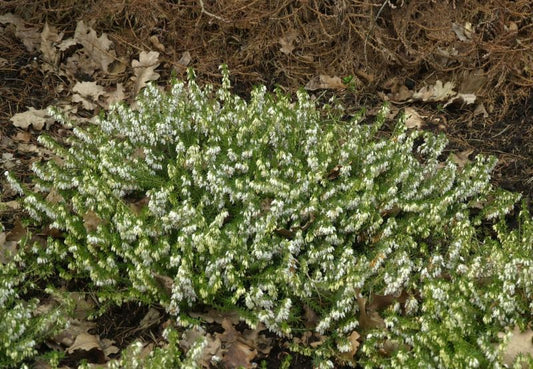Schneeheide 'Springwood White' - Erica carnea 'Springwood White'