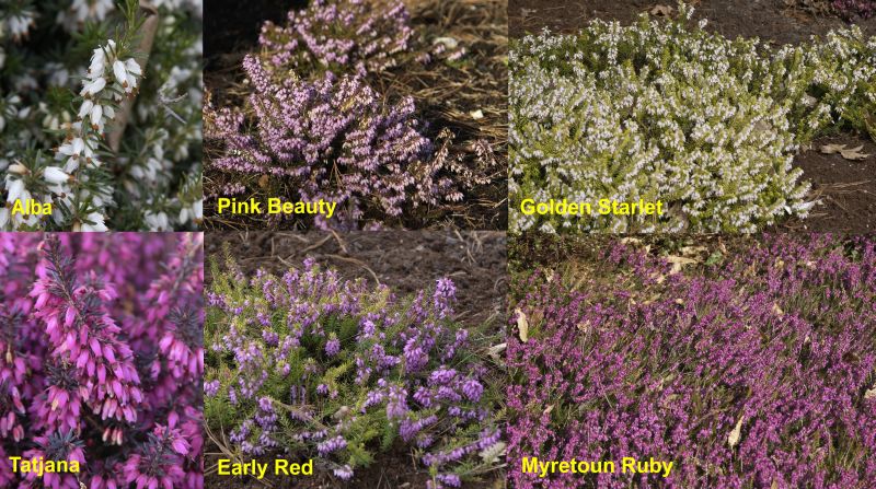 Schneeheide in Sorten - Erica carnea in Sorten