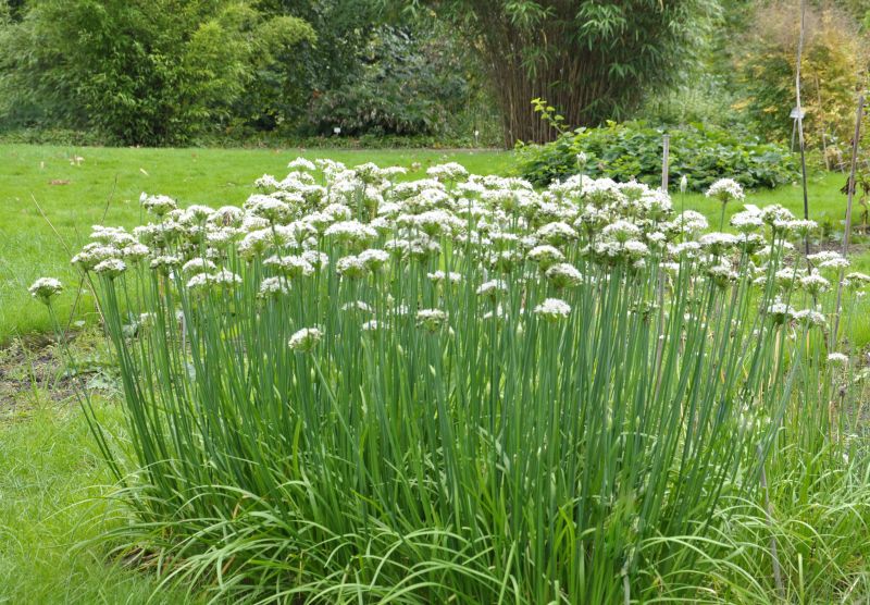 Schnitt-Knoblauch - Allium tuberosum