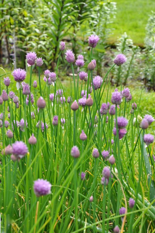 Schnitt-Lauch - Allium schoenoprasum