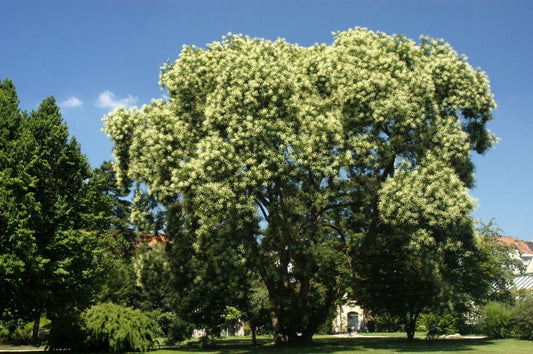 Schnurbaum - Sophora japonica