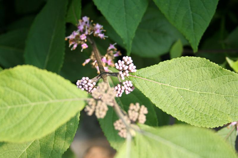Schönfrucht 'Profusion' - Callicarpa bodinieri 'Profusion'