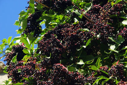 Schwarzer Holunder - Sambucus nigra